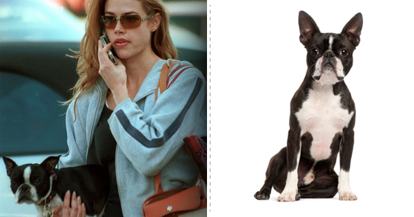 Top List Of Stylish Dog Breeds