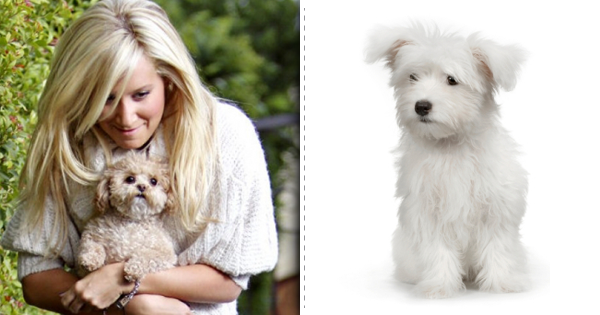 Top List Of Stylish Dog Breeds