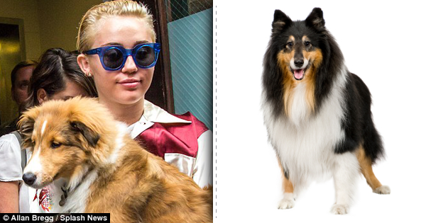 Top List Of Stylish Dog Breeds