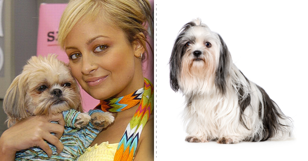 Top List Of Stylish Dog Breeds