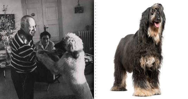 Top List Of Stylish Dog Breeds