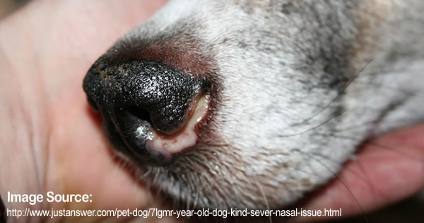 Aspergillosis In Dogs Treatment