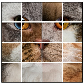 Cat Coat Colors