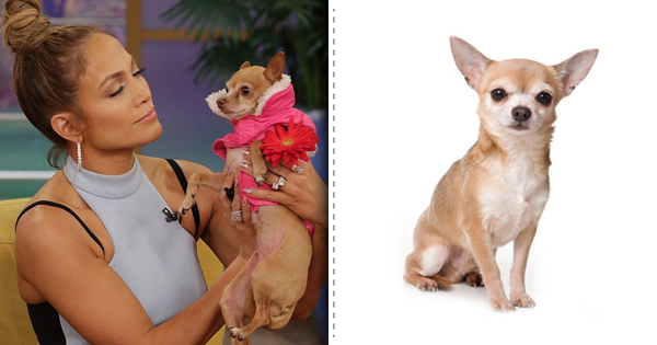 Top List Of Stylish Dog Breeds