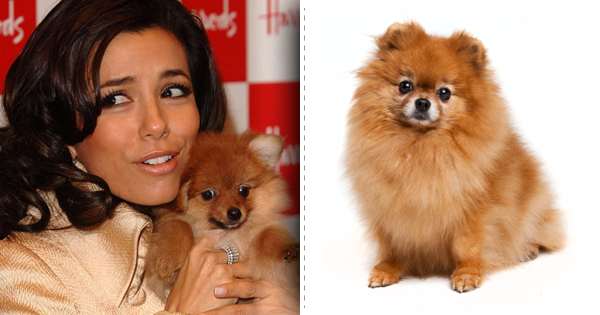 Top List Of Stylish Dog Breeds