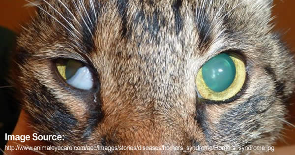 Horners Syndrome | Pet Premium - Pet Insurance Comparison