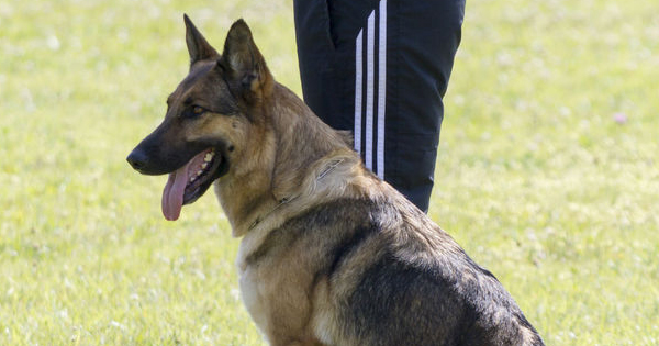 K 9 Dog Training | Pet Premium - Pet Insurance Comparison