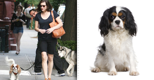 Top List Of Stylish Dog Breeds