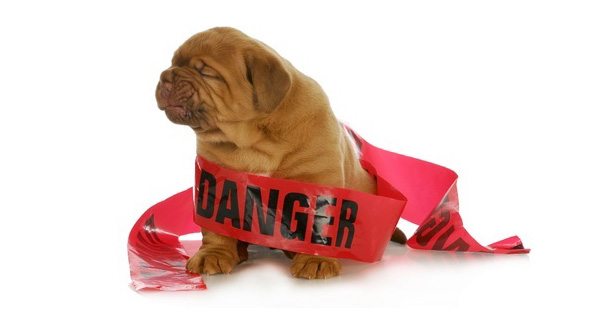 Pet Safety And Protection Month