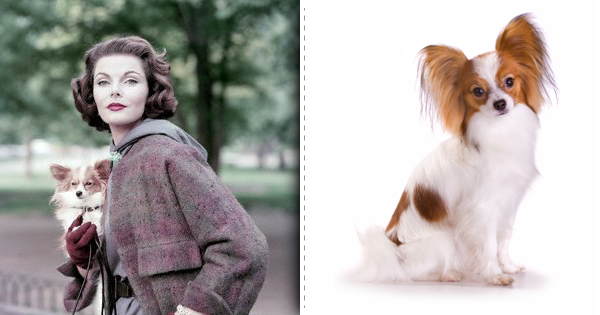 Top List Of Stylish Dog Breeds