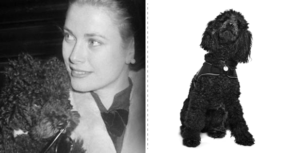 Top List Of Stylish Dog Breeds