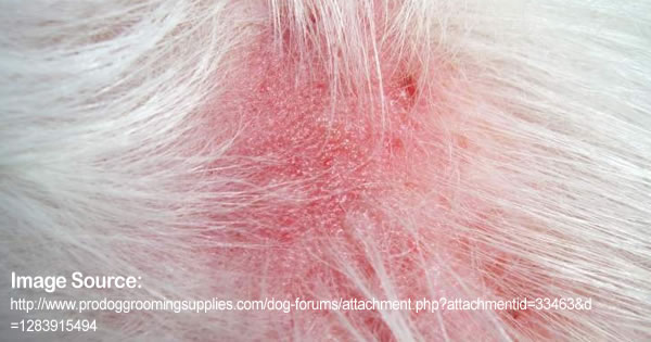 Red Rashes | Pet Premium - Pet Insurance Comparison