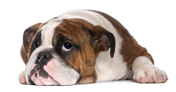 Weakness | Pet Premium - Pet Insurance Comparison
